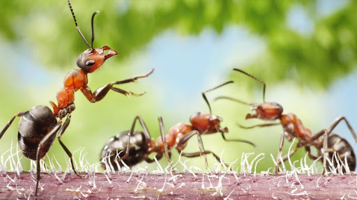 Karıncaların strateji ve taktiğe dayanan öz savunma savaşımı